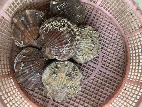 水產(chǎn)品,扇貝,海鮮 水產(chǎn)品,扇貝,海鮮